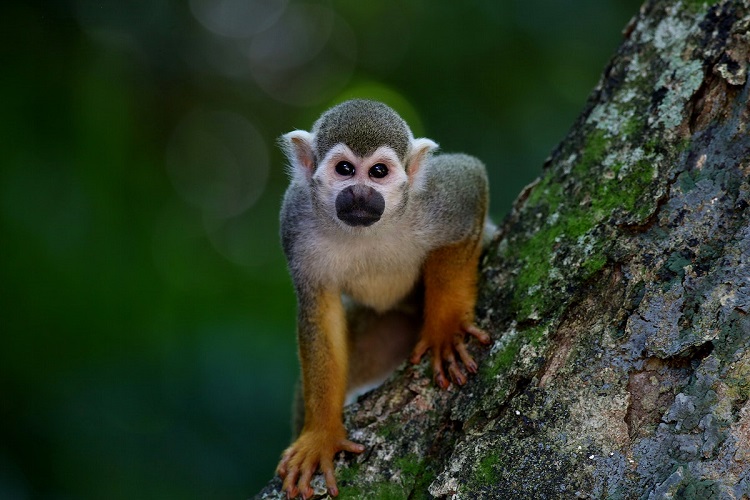 squirrel monkey facts