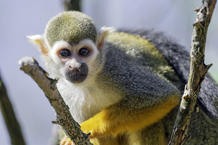 facts about squirrel monkeys