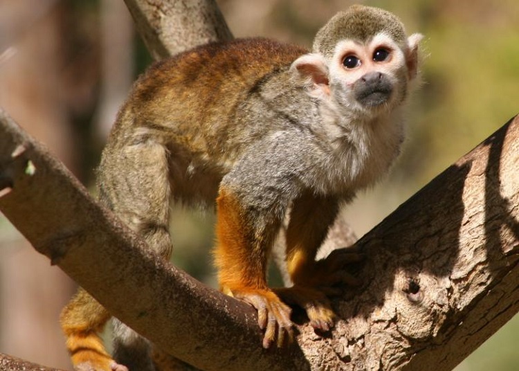 squirl monkey