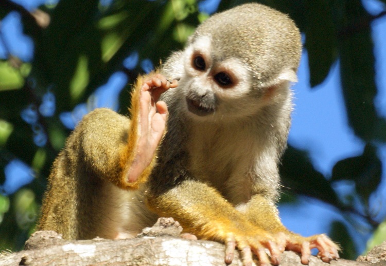 squirrel monkey size