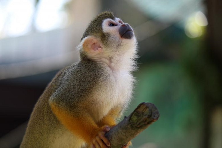 what is a squirrel monkey