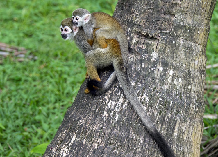 squirrel monkeys lifespan