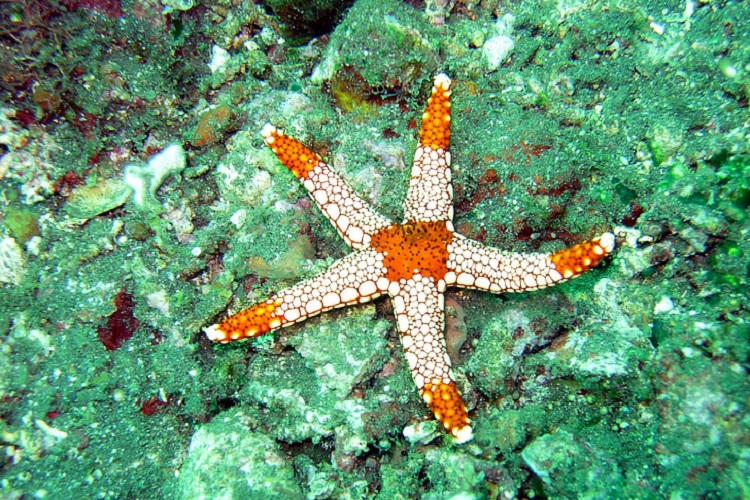 starfishes