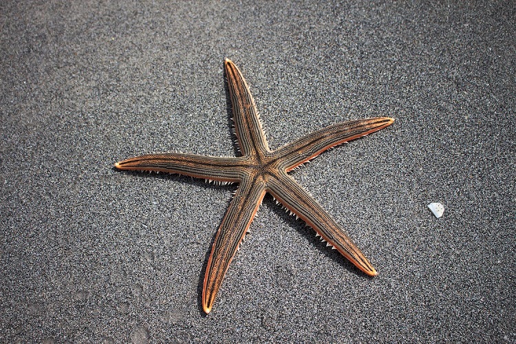 Starfish: No Brain, No Blood, But Living Their Best Life! - WAF