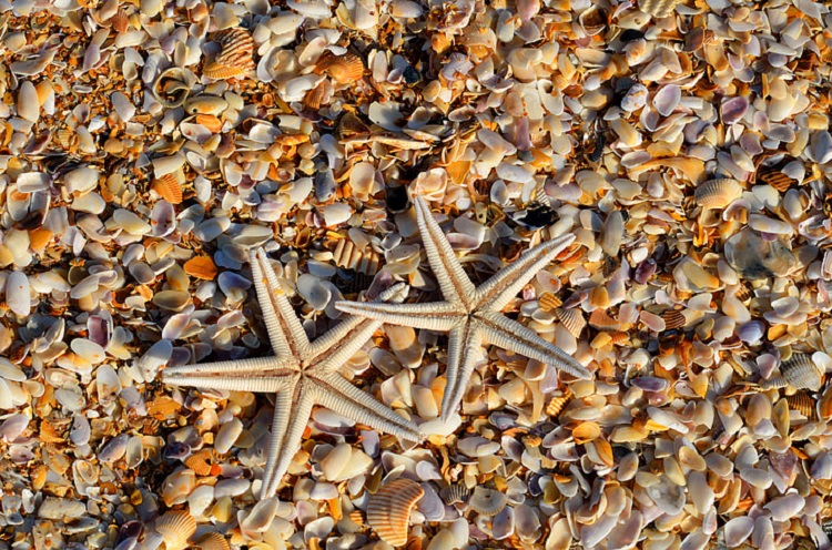 starfish mouth