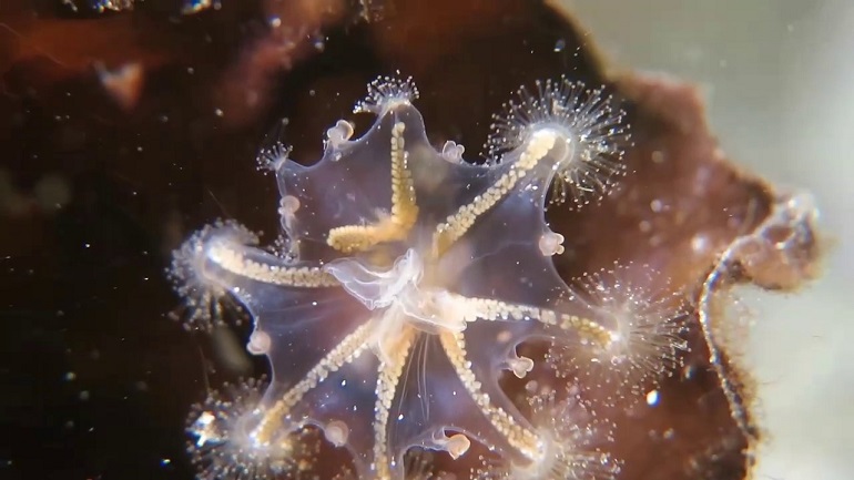 Staurozoa