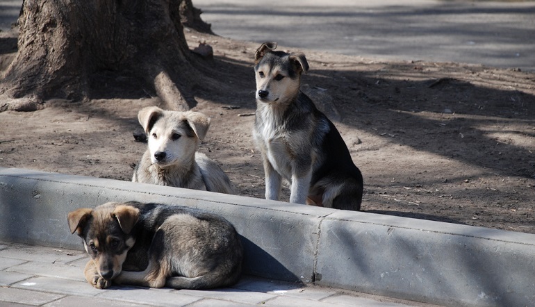 how many street dogs are in the world