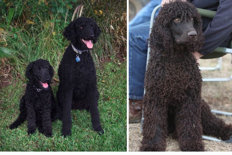 does the irish water spaniel love children