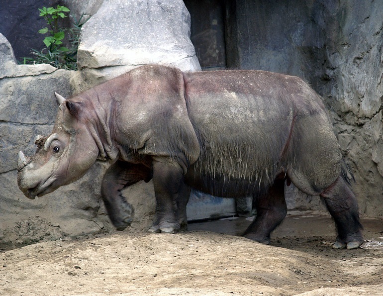 types of rhinos