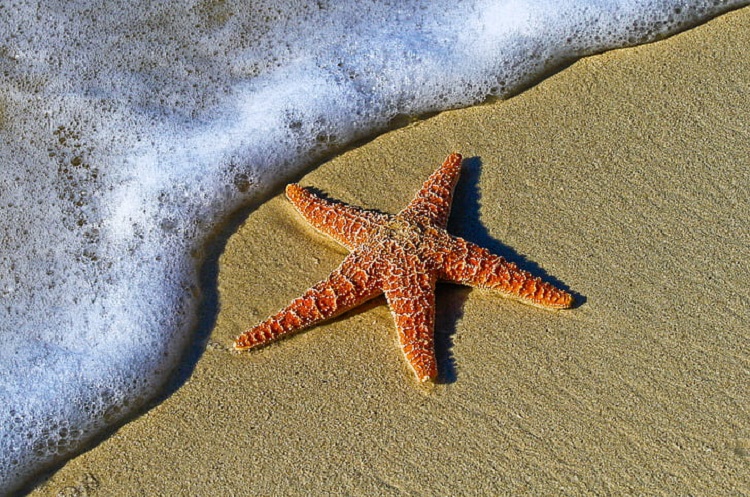 Starfish: No Brain, No Blood, But Living Their Best Life! - WAF