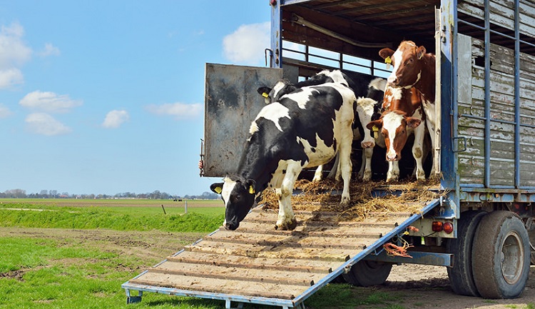 cows and dogs