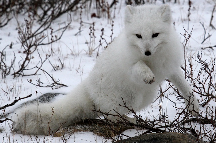 facts about arctic foxes