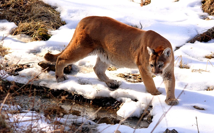 cougar