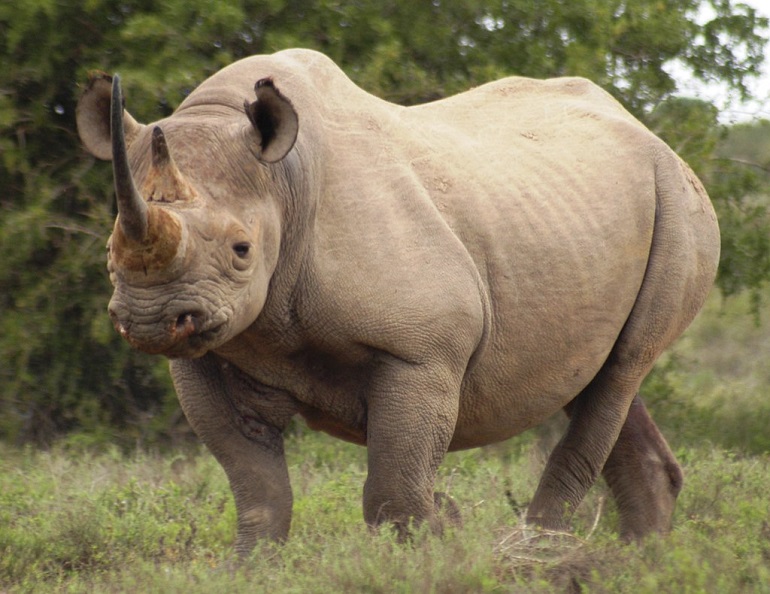 rhinoceros species
