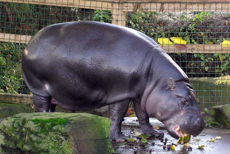 how big are pygmy hippos