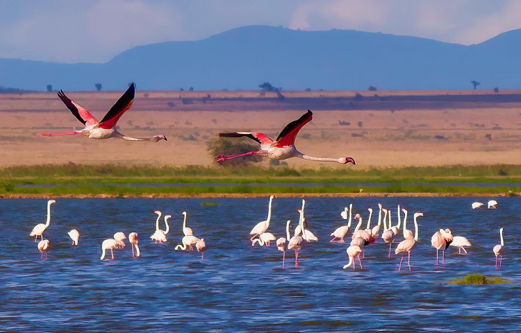 flamingos