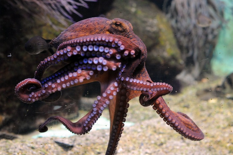 octopuses
