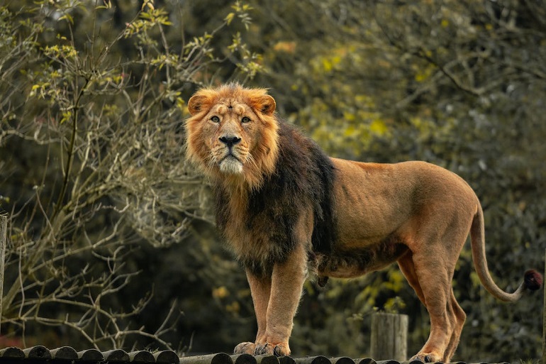 Close-up Of A Lion In A Forest, Predator, Zoo, Green Trees, 55% OFF