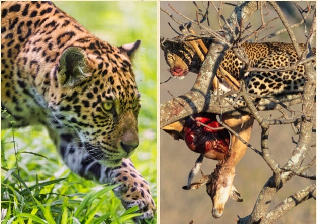 jaguar animal eating