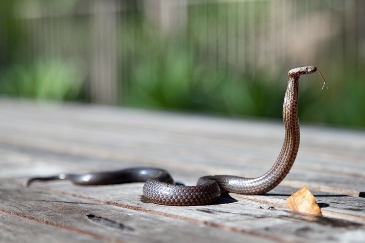 2019 Arizona Diamondbacks Team (Shop) Report - AZ Snake Pit