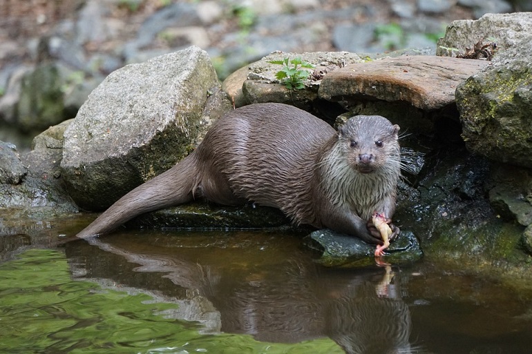 pet otter
