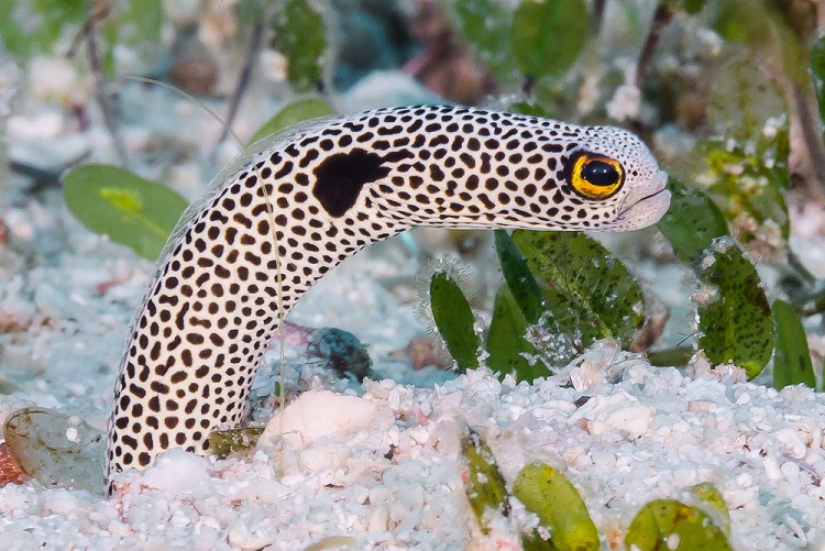 eels mating