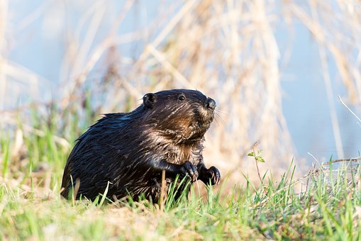 where do beavers live
