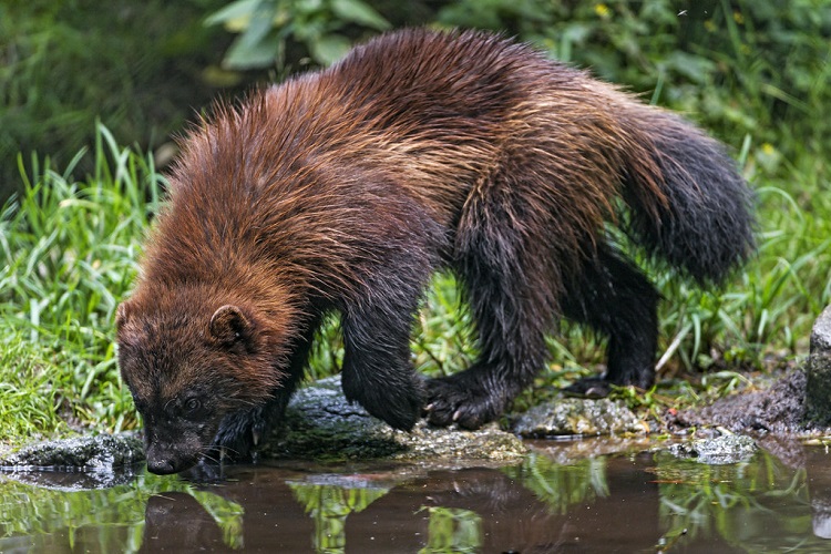 pictures of wolverines