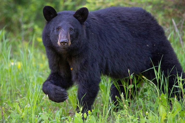 how big are black bears
