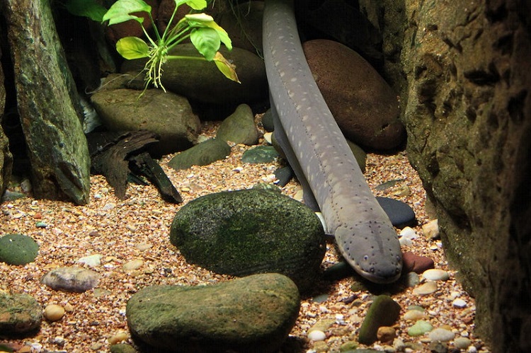 how do eels mate