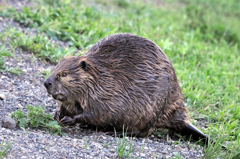 are beavers nocturnal