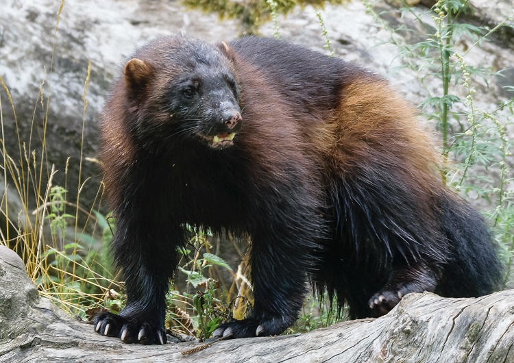 wolverines