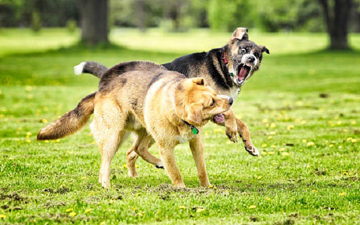 Female Dog Fighting