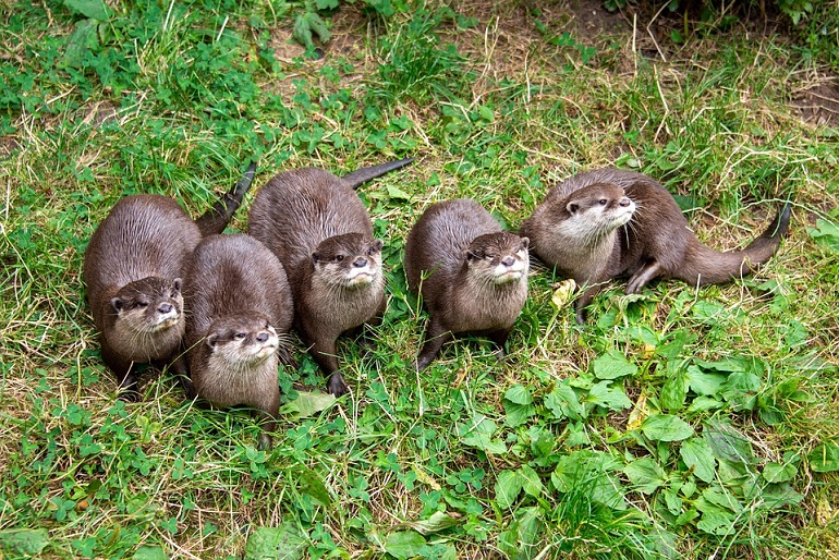 can i have an otter as a pet
