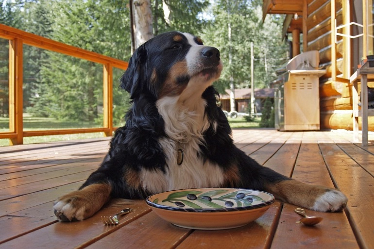 Average cost of dog food best sale per year