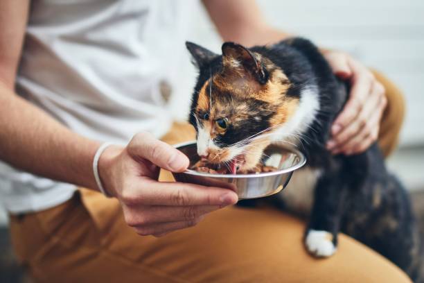 cost of owning a cat