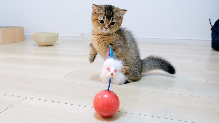 cat expenses