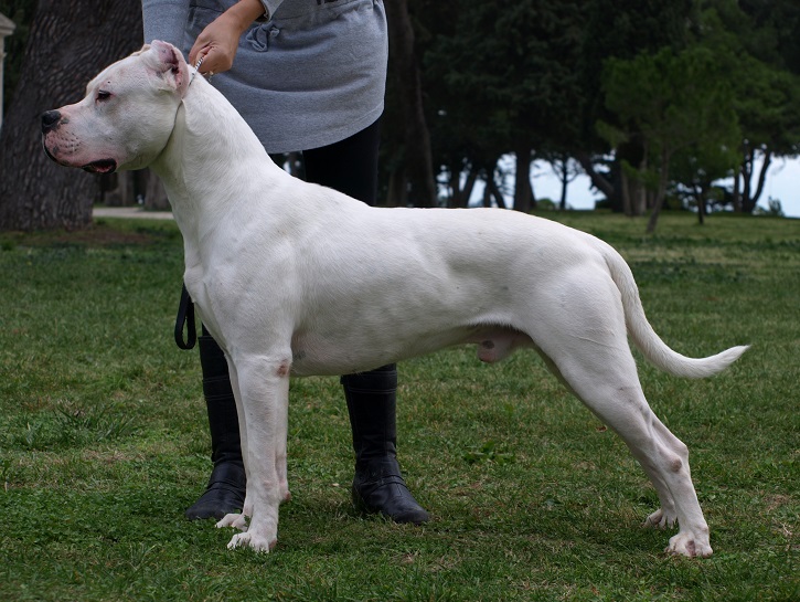 Dogo Argentino Price: How Much Does It Cost to Own One?