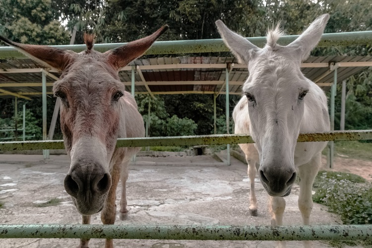 female mule