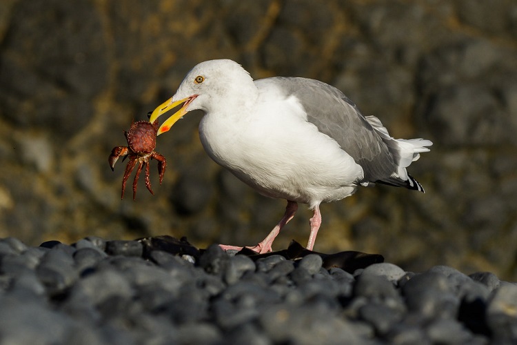 sea crabs