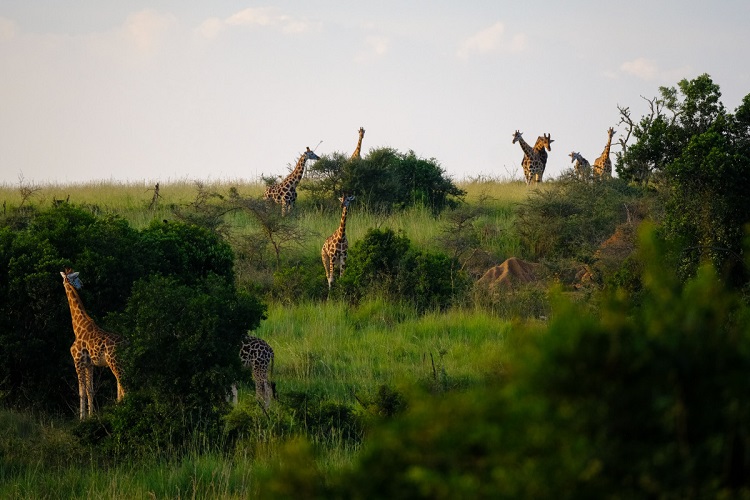 giraffe subspecies