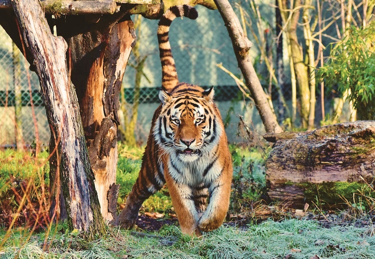 interesting facts about tigers