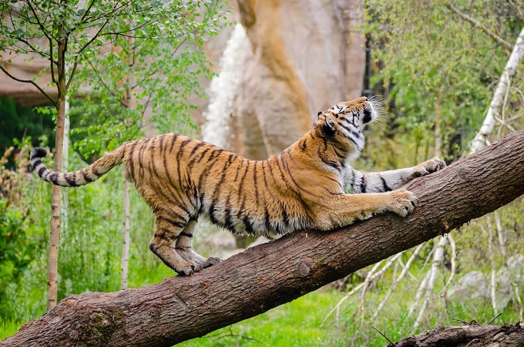 female tiger called