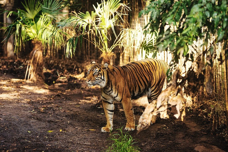 The Art of Camouflage in the Tiger's World - Lions Tigers and Bears