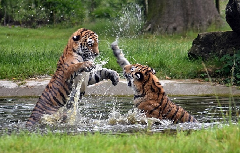 Stock photo of Bengal tiger (Panthera tigris tigris) 11 month cubs play  fighting. Available for sale on