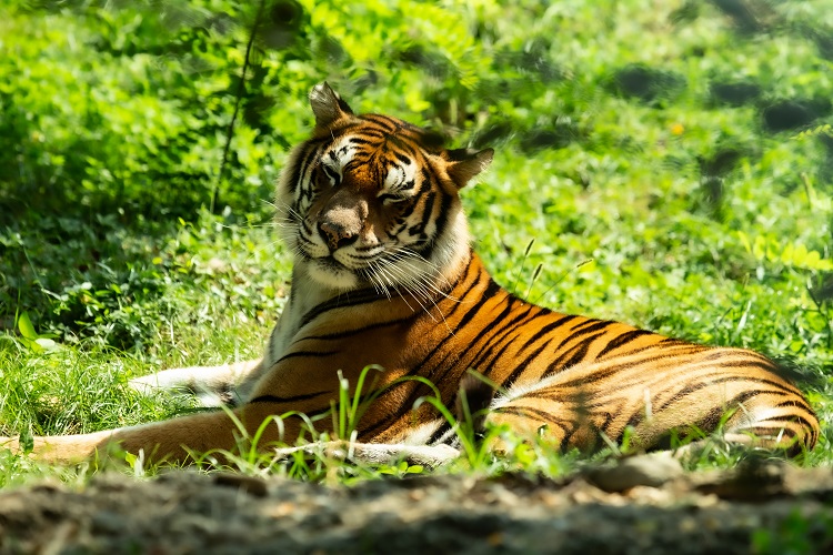 coolest tiger