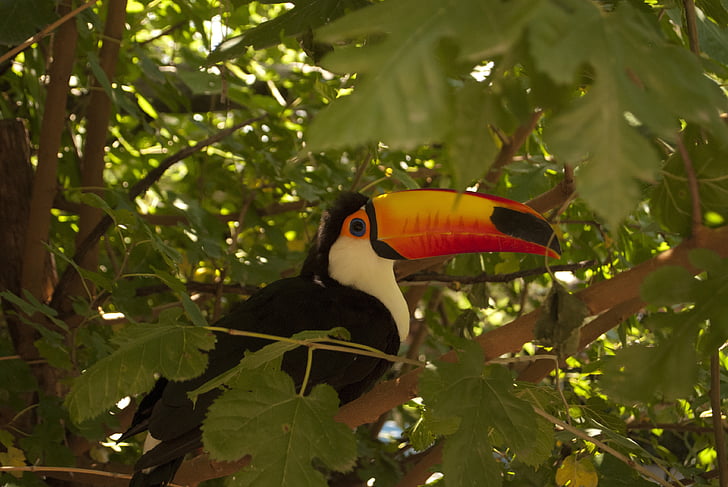 toco toucan