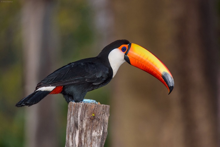 Toucan Bird - The Famous Colorful-Beaked Species