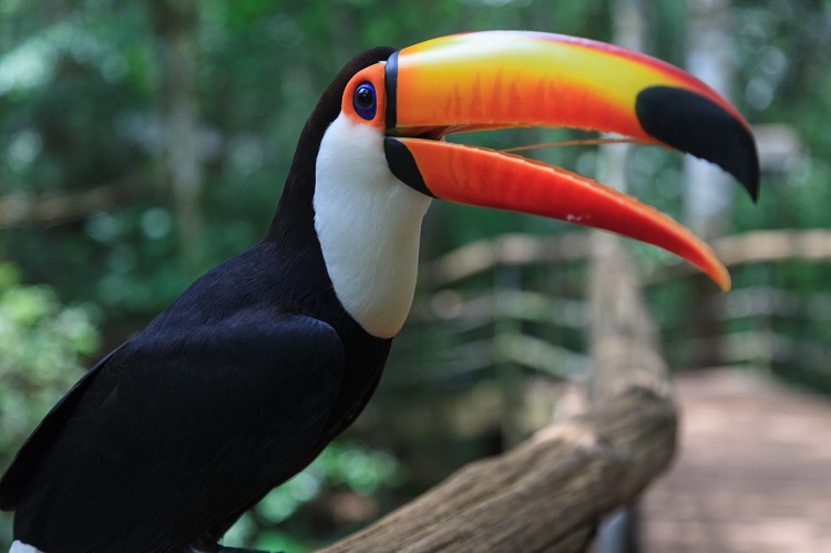 what do toucans look like