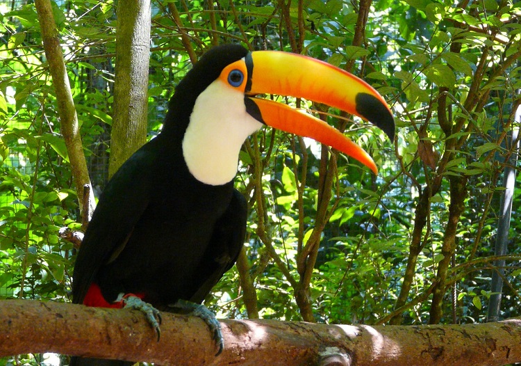 rainforest toucan